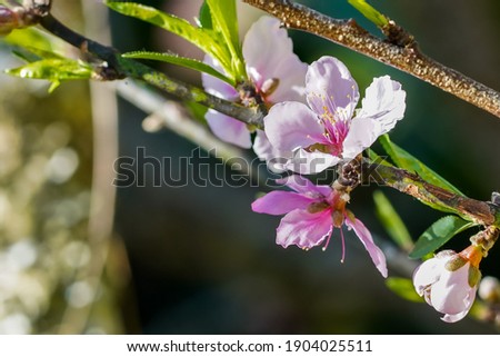 Thai sakura or Himalayan cherry, this flower As the focus of winter tourism in Thailand, tourists often go to set up camp tents to experience the cold wind that blooms in this flower.