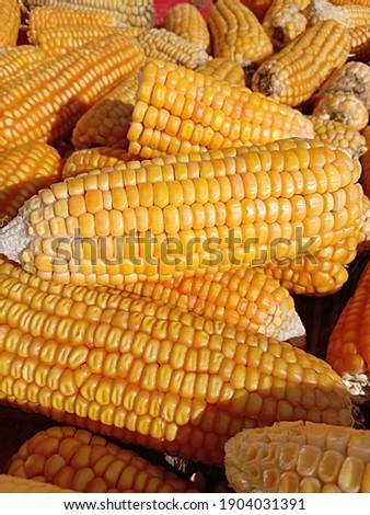 Close up capture of yellow corn. Photography of corn product. Beautiful yellow ripe corn pile. Fresh corn picture.