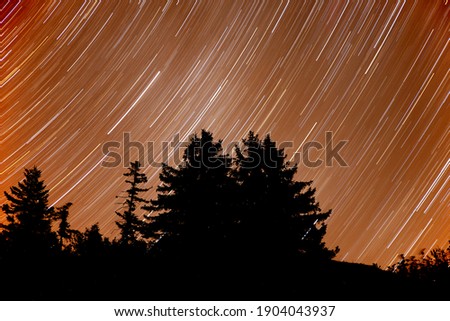 Star trails and silhouettes of pine trees