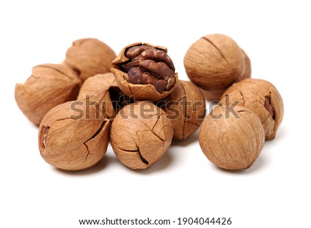 shagbark hickory nuts on white background Royalty-Free Stock Photo #1904044426