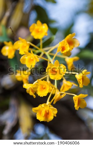 Yellow Orchid, Dendrobium lindleyi on tree.