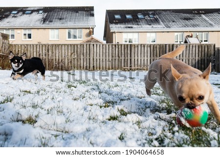 Short-haired Black And Cream Color Chihuahuas Playing Together In The Snow