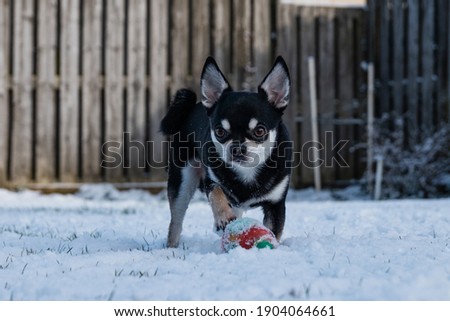 Short-haired Black Colored Chihuahua Puppy Playing With A Toy
