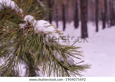 Winter Tree Pine Branches Covered With Snow, Horizontal for background