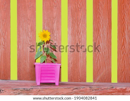 Sunflowers in pots on old wooden floor and wooden wall background with copy space