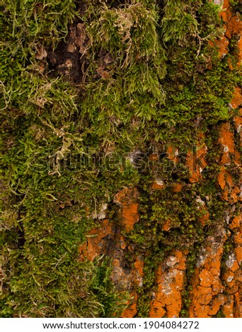 Bright colorful detailed brown and orange bark of tree covered by green moss close-up texture background photo