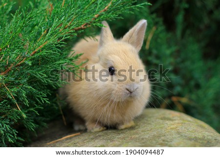 red rabbit with dark eyes sitting on a rock.
