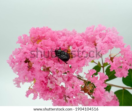 The black Scarab Beetle on the bunch of pink Crepe myrtle flower. the picture is isolated on the white background. 