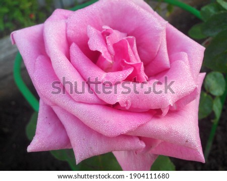 The huge blooming pink rose Eiffel Tower close up. flower wallpaper