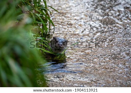 European otter, lutra lutra, close up of otter besides a river bank during winter in Scotland.