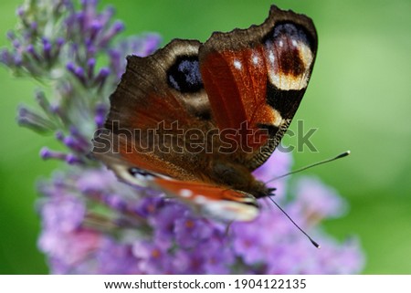Peacock butterfly lands on a buddleia