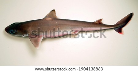 Cuban dogfish ( Squalus cubensis ). Gulf of Mexico. Royalty-Free Stock Photo #1904138863