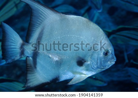 Atlantic spadefish, Underwater photography , Fishes of Flower Garden Banks