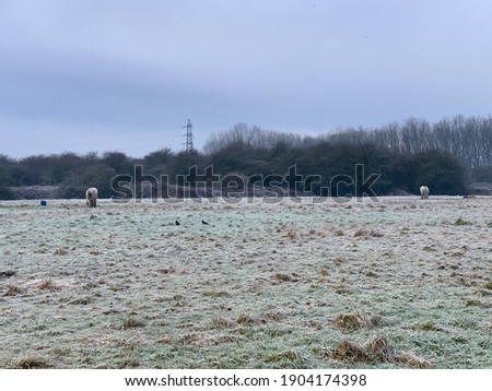Horse in frozen meadow in winter