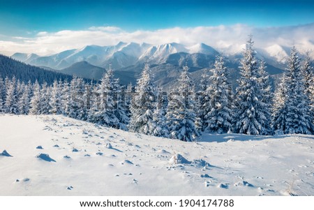 Beautiful winter scenery. Frosty winter scene of mountain valley. Fir trees covered by fresh snow in Carpathian mountains. Breathtaking winter view with highest summit in Ukraine - Hoverla.