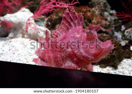 Picture of Beautiful Hot Pink Coral