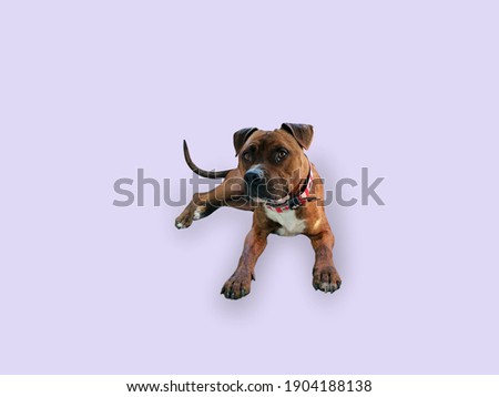 Purple background and a sitting dog.