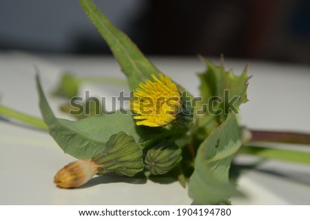 Common sowthistle, sonchus oleraceus is a species of flowering plant in the dandelion tribe Cichorieae of the daisy family Asteraceae. Many common names milk thistle, milky tassel, smooth sow thistle. Royalty-Free Stock Photo #1904194780