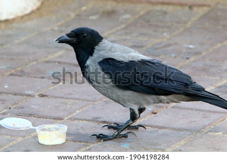 hooded crow in a city park on the Mediterranean coast