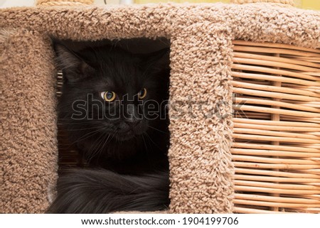 Black Maine Coon cat has hidden and is peeking out. Close-up. Portrait. Front view