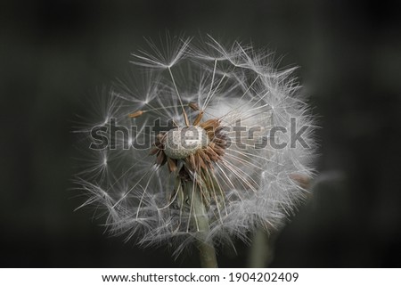 Dandelion in the wind in the field
