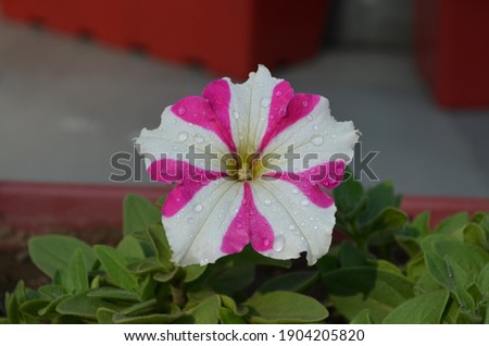 Petunia hybrida plant with beautiful bright healthy and colourful flower. Pink and white coloured flower with heart shape is made with pink colour.