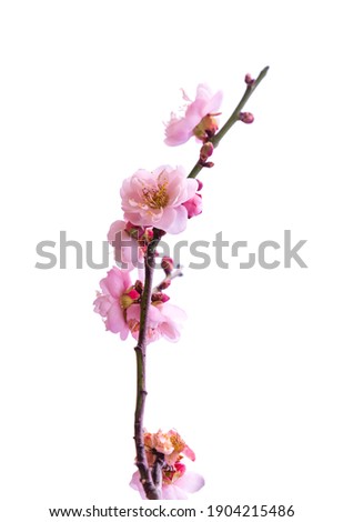 plum blooming flowers isolated on white background Royalty-Free Stock Photo #1904215486
