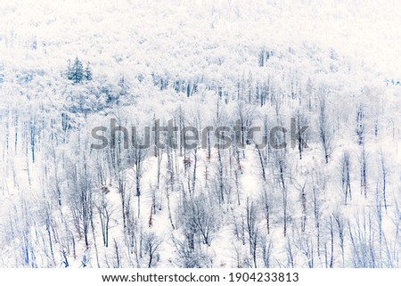 Snowy forest landscape. Vintage retro photo simulation. Film camera effect added.