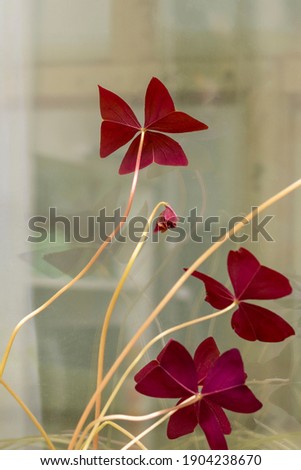 Leaves in shape of butterfly at houseplant on window. Purple oxalis, selective focus.