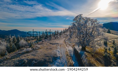 trees covered with frost beautiful landscape