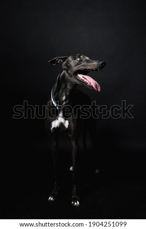 A Greyhound dog stands on a black background. her mouth is open and her tongue is visible. The look in her eyes and the muzzle is pointing in the direction