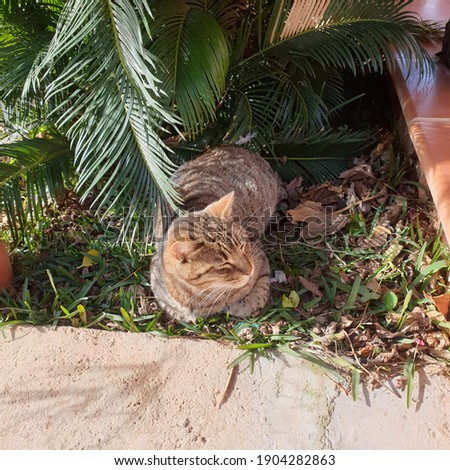 domestic cat in the garden sunbathing