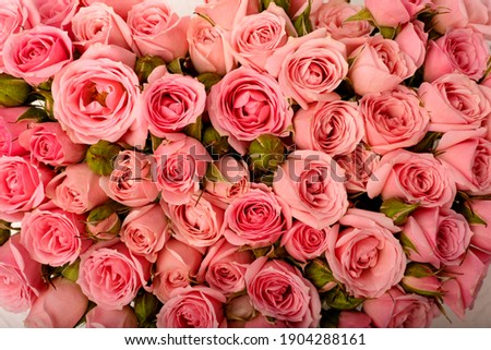  Floral background of pink roses. Gift card. Valentine's Day greeting card Royalty-Free Stock Photo #1904288161
