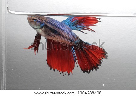 Betta fish, siamese fighting fish, betta Splendens isolated on White background, fish on White background, Multi color Siamese fighting fish,
