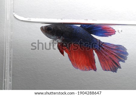 Betta fish, siamese fighting fish, betta Splendens isolated on White background, fish on White background, Multi color Siamese fighting fish,