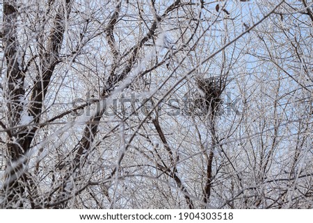 Beautiful winter forest landsca[e woth snow