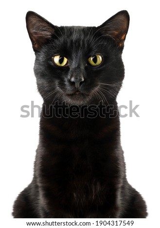 Black cat sits close-up on a white background, full face. Isolated