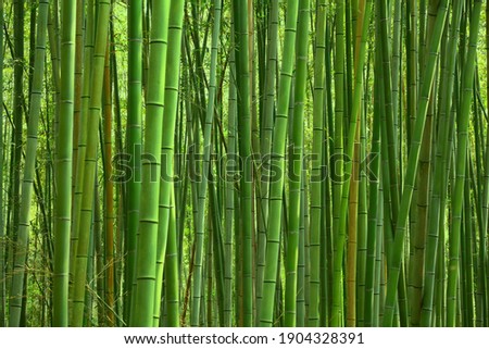 Bamboo forest green background - Japan nature. Sagano Bamboo Grove of Arashiyama. Royalty-Free Stock Photo #1904328391