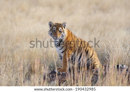 Wild Tiger Cub