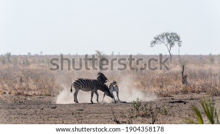 Burchell's zebra drinking and standing,