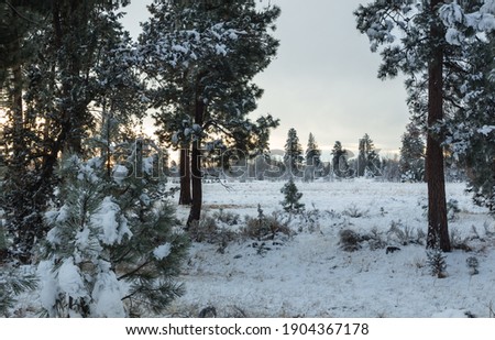 Snow-covered forest. A large clearing in the forest. The pink sky of dawn shines through the trees
