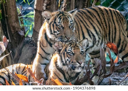 pair of young Malayan tiger cubs with heads together snuggling.  In afternoon sunlight.   
