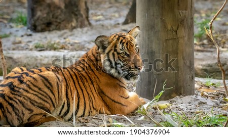single young Malayan tiger cub  