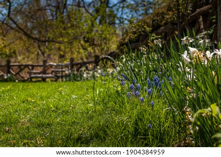 Spring photo of the flowers and grass in the Central Park, NY. Wooden bench in the background. Selective focus.