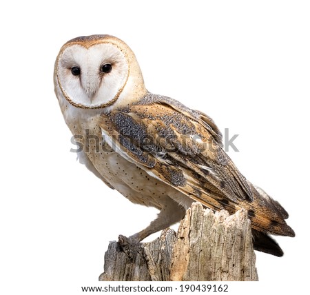 A barn owl isolated on a white background. Perched on a dead tree stump. Barn Owls are silent predators of the night world. 