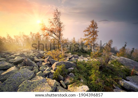 On the top of a mountain in the Carpathians, Ukraine, birch and coniferous forest against the background of the sunrise. In the valley, the sea of fog after the rains in the river valley
