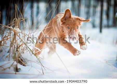Cute nova scotia duck tolling retriever jumping through snow in winter in the forest. Action picture, blue background 