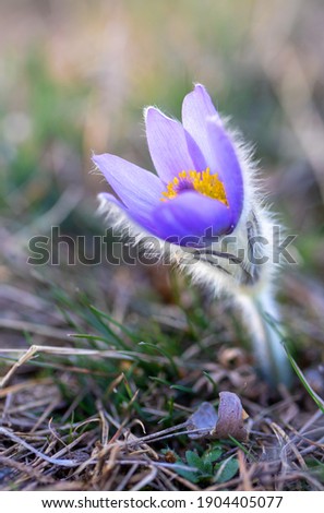 blooming and faded blossom of purple little furry pasque-flower. (Pulsatilla grandis) Blooming in spring. Czech Republic