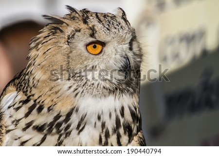 eagle owl, detail of head, lovely plumage