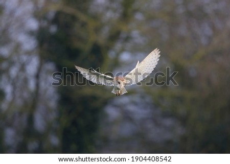 The barn owl is the most widely distributed species of owl in the world and one of the most widespread of all species of birds. 